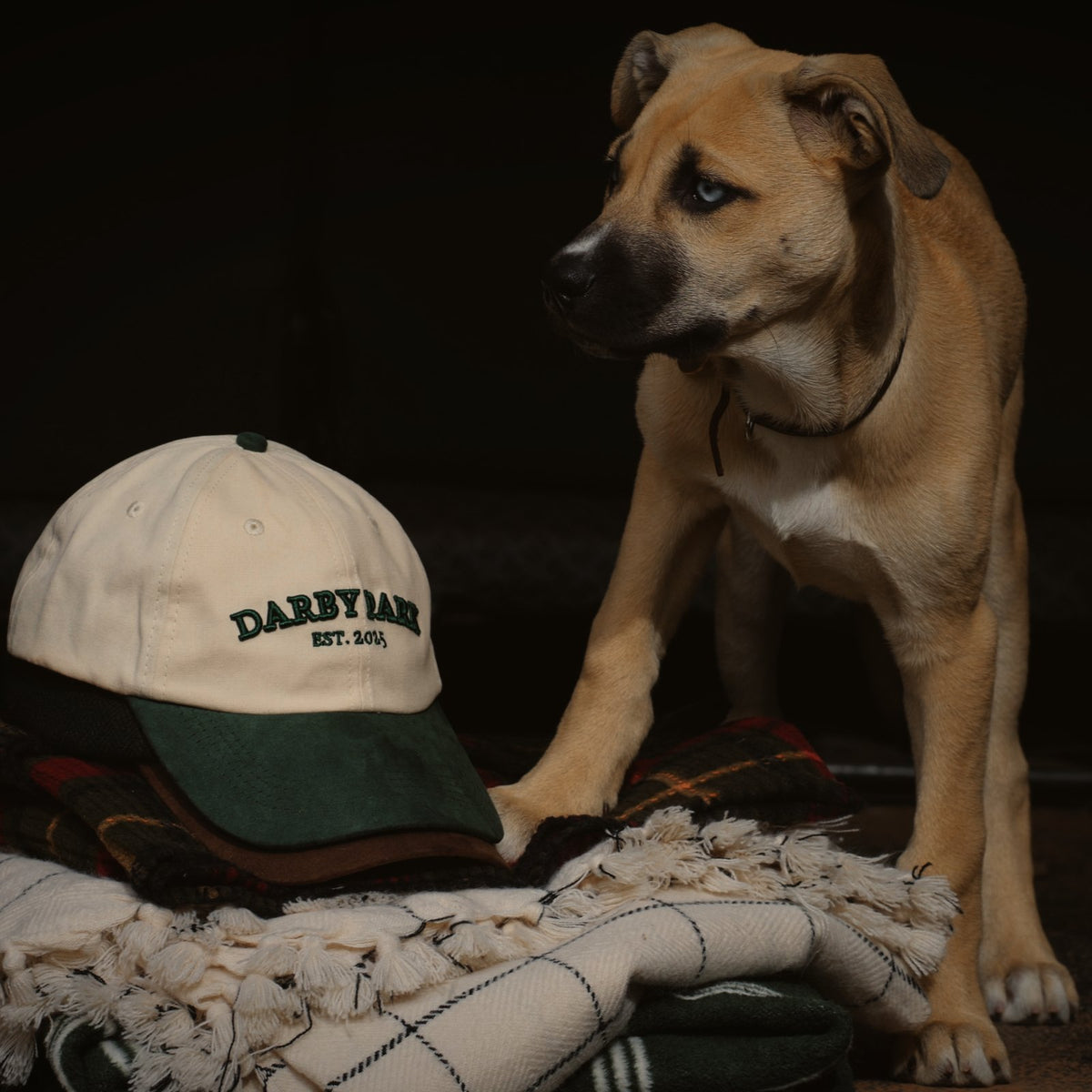 The Canvas Cap on a folded blanket beside Winnie, the Darby Park dog.